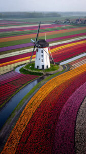 Windmühle Keukenhof Tulpen